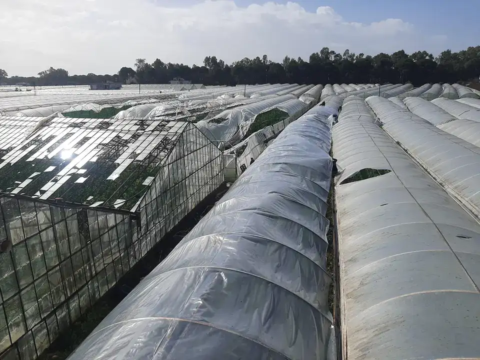 Sağanak ve Hortum Sera ve Narenciyeleri Vurdu 8